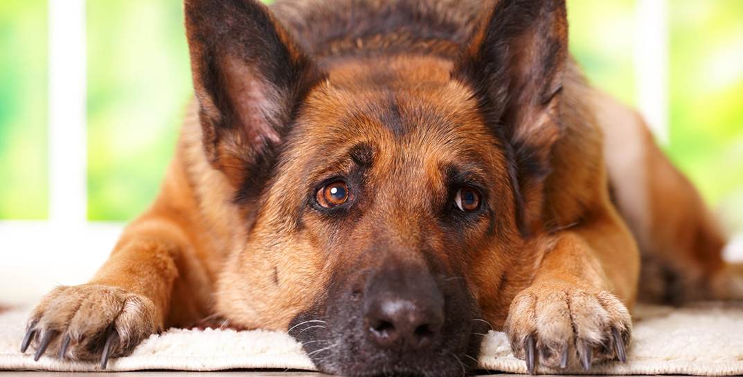 Россиянка выдала полкило героина, которые нашли в её сумочке, за прах собаки