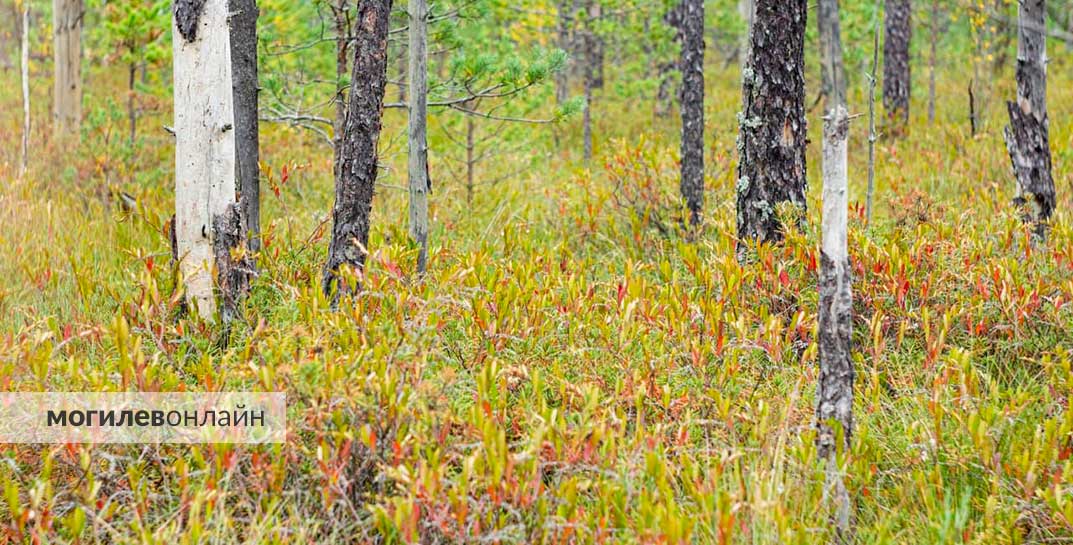 В Могилевской области сняты запреты на посещение лесов