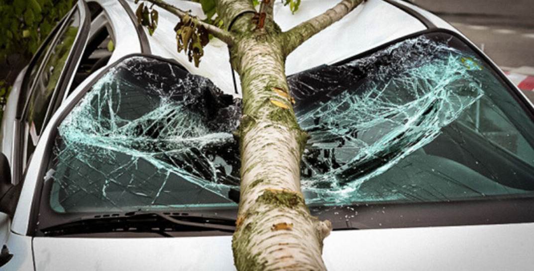 Ветка дерева упала на припаркованную возле школы «легковушку» — хозяйка авто обратилась в суд и добилась возмещения ущерба