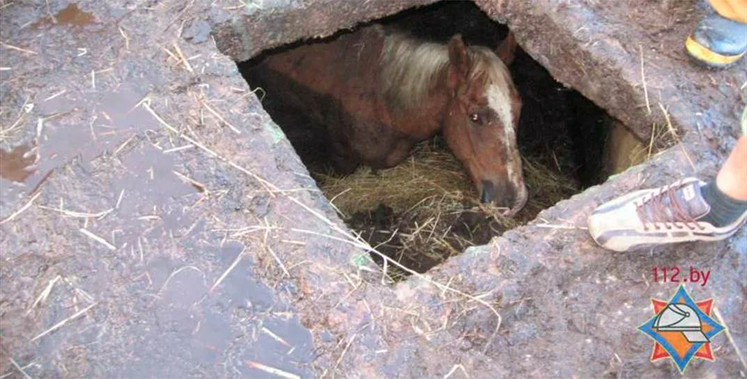 Могилевские спасатели достали жеребенка из колодца