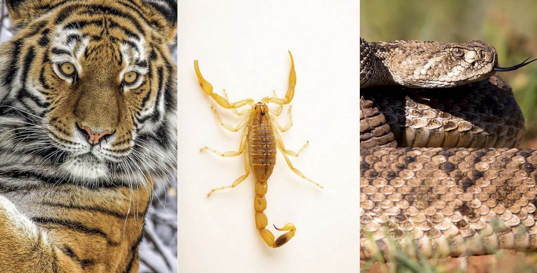 Тигр, гремучая змея, скорпион… Какие еще твари могут прижиться в Беларуси?