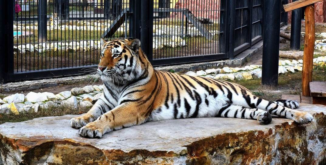 В Могилевском зоосаде в скором времени появится тигр