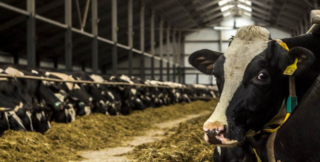 В Осиповичском районе заведующую фермой подозревают в том, что она украла двух быков