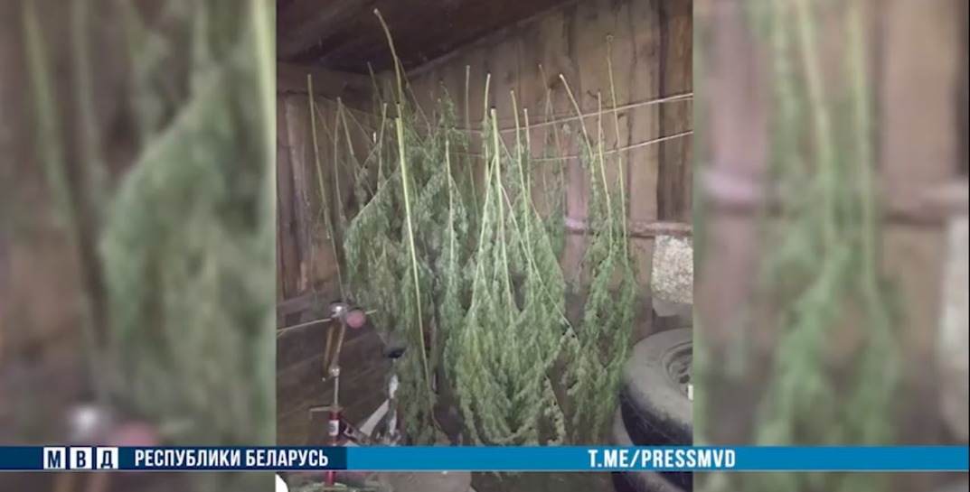 26-летний быховчанин собирал дикую коноплю и хранил у себя в гараже — его задержали