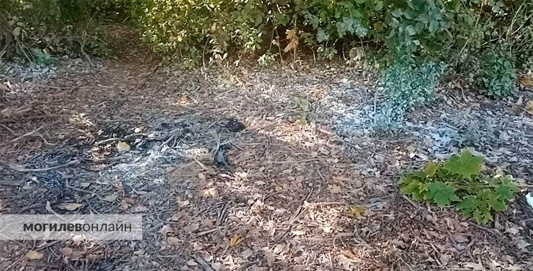 В Могилеве произошло самосожжение? Что случилось в понедельник на улице Гришина
