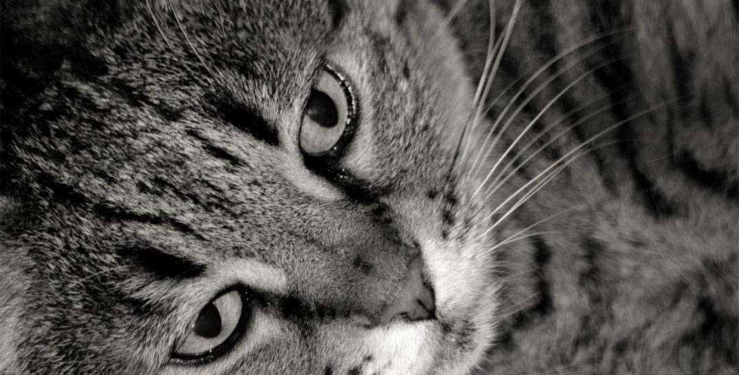 Суд вынес приговор мужчине из Полоцка, который сбросил кошку с балкона 10 этажа