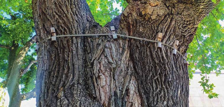 Бобруйскому 300-летнему дубу, растущему со времен Речи Посполитой, грозит гибель