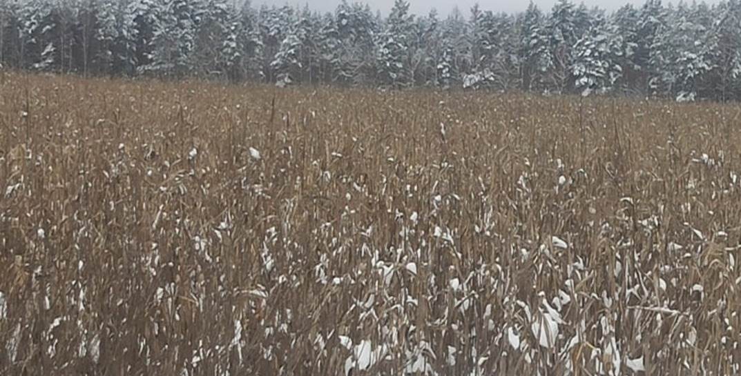 В Могилевской области снег и морозы. А в 15 сельхозорганизациях не убрали кукурузу