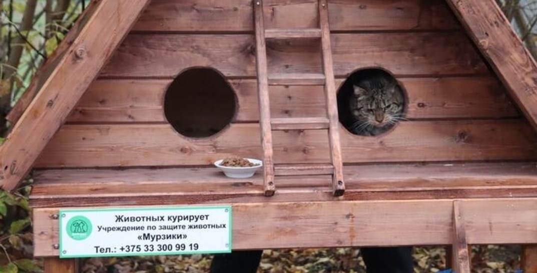 Минутка хороших новостей. В Барановичах построили двухэтажные дома для бездомных котов