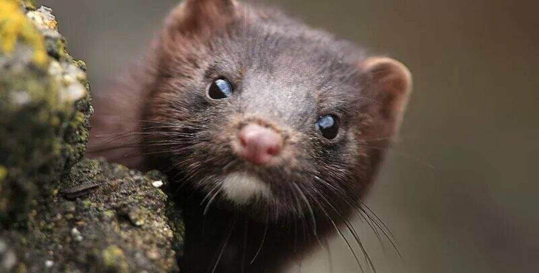 Под Молодечно норка загрызла звезду TikTok гуся Мартина. Как выяснилось, пострадал не только он