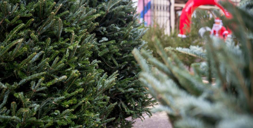 Лесхозы Могилевской области планируют продать почти 17 тысяч новогодних деревьев