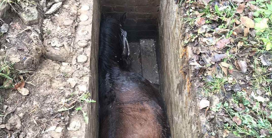 В Дрибинском районе лошадь провалилась в смотровую яму. Посмотрите, как её вытаскивали оттуда спасатели