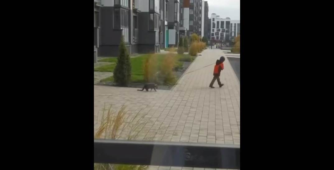Милиция нашла мальчика, который в Минске таскал кота за шею на поводке