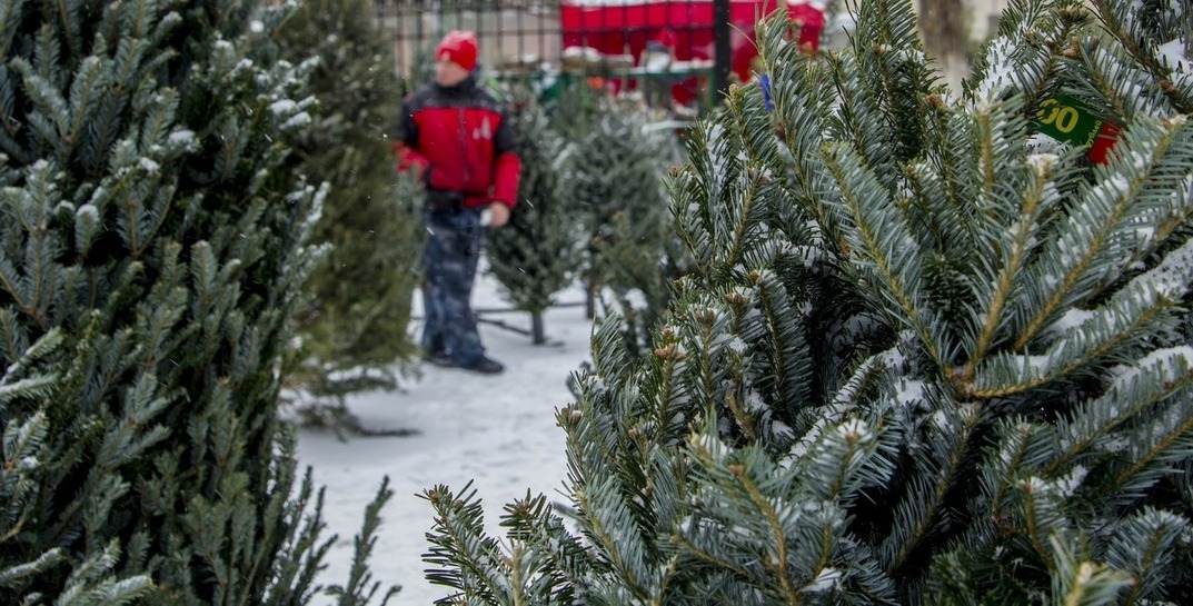Стало известно, сколько будут стоить новогодние деревья на елочных базарах в Могилеве
