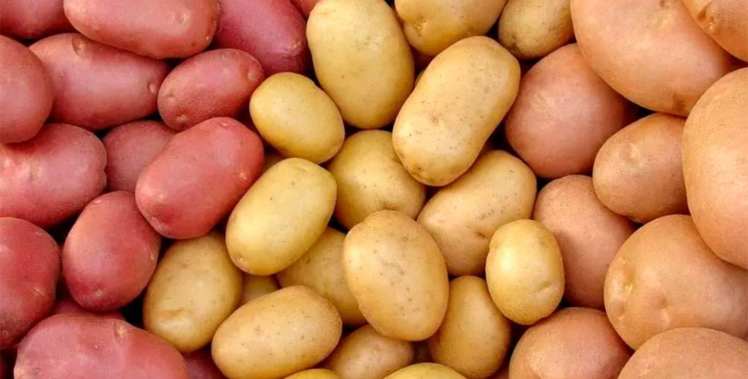 Грузоперевозчик умыкнул у могилевской фирмы 22 тонны картофеля