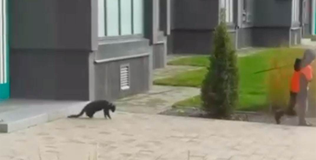 В Минске ребенок таскал придушенного кота на поводке по земле, словно игрушку