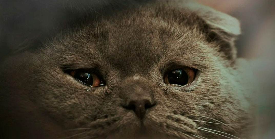 Минчанин покупал котов в интернете и убивал их. На «счету» живодера 15 животных