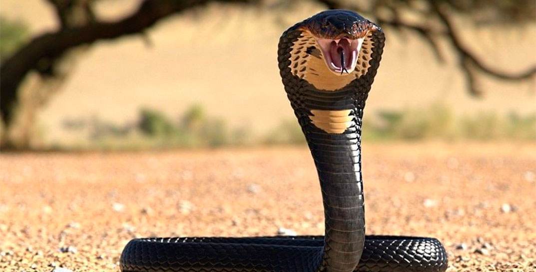 Что за Рикки-Тикки-Тави? В Индии мальчика укусила кобра, а тот в ответ укусил ее — змея умерла