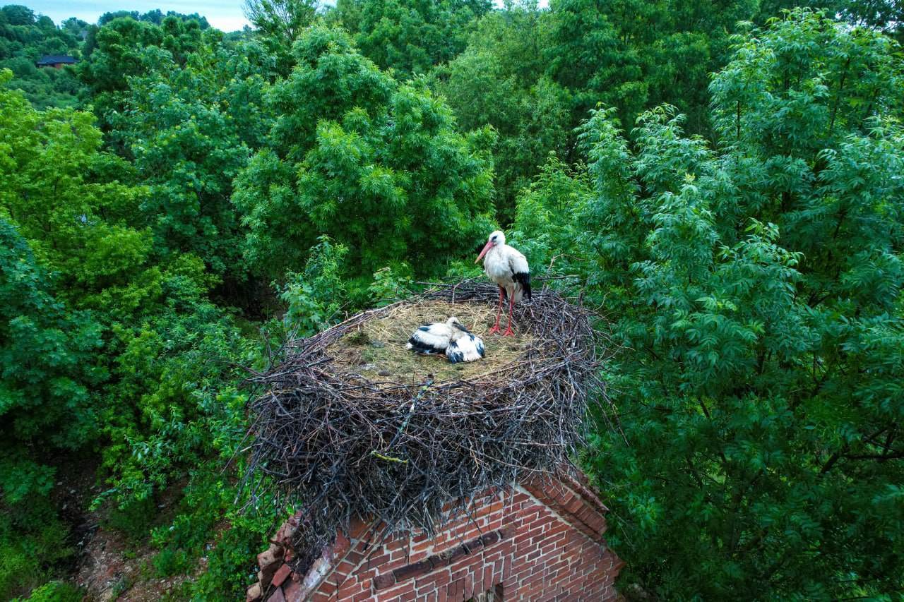 Три белорусские аистянки вошли в топ-10 самых больших гнезд белых аистов в Европе