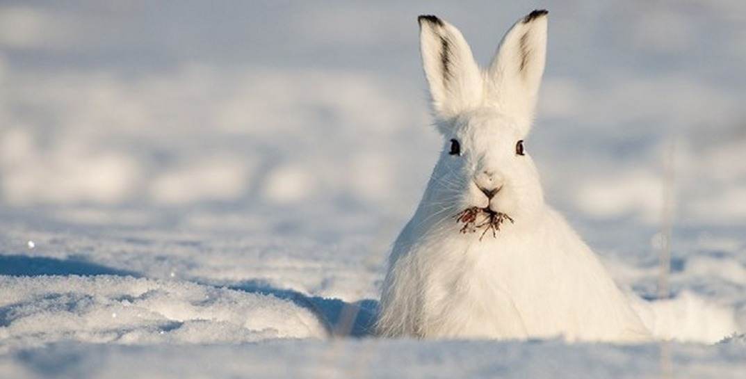 В Могилеве выбрали кролика-талисмана на 2023 год