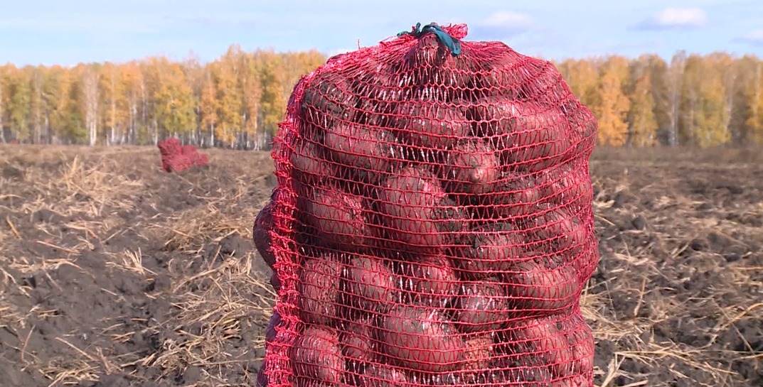 В Белыничском районе главный агроном одного из колхозов из «корыстной заинтересованности» завысила данные об уборке картофеля и попала под уголовку