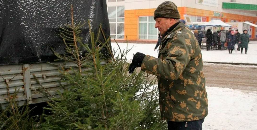 В Могилеве заработали елочные базары. Смотрите, где развернулась торговля