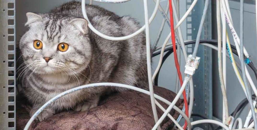 В Ивацевичах 57-летняя женщина погибла от удара током, спасая кота