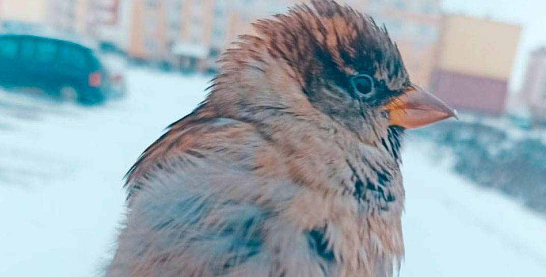 В Кобрине домашний воробей Жорик перепутал хозяйку, сел на куртку другой женщины и потерялся. Теперь Жорика ищут по всей Беларуси