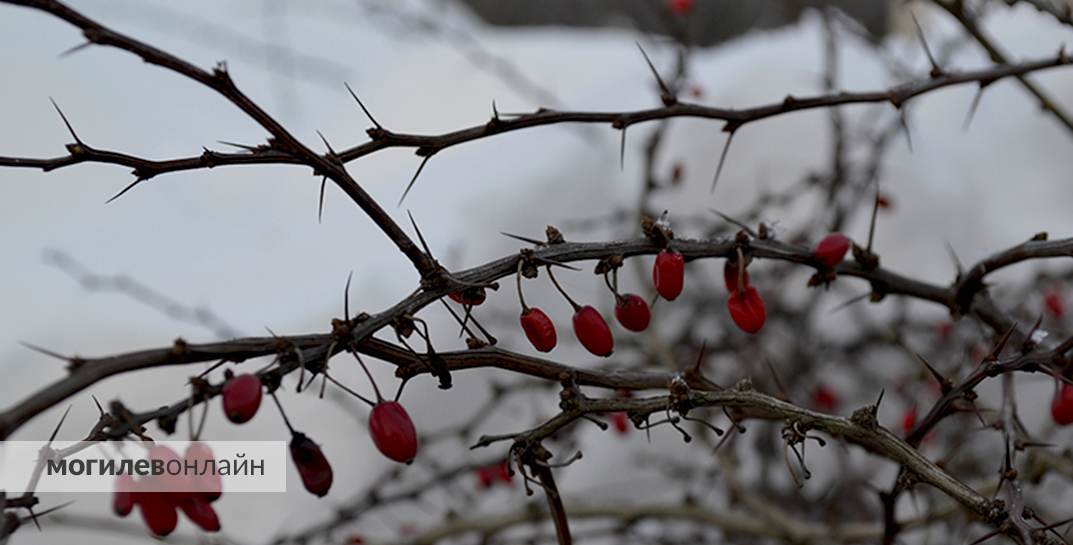 Начинает холодать. Погода в Могилеве на среду, 4 января