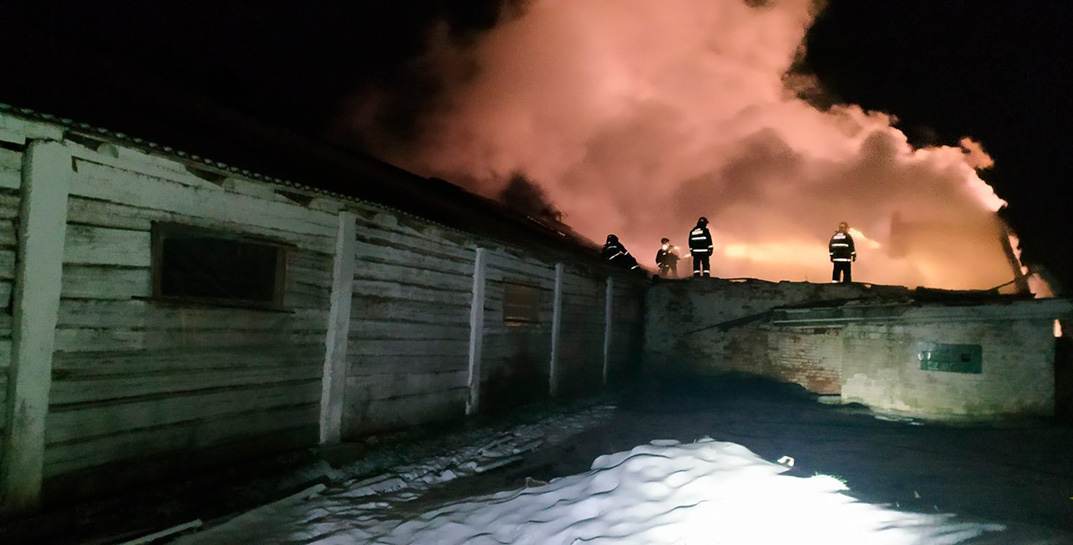 В Осиповичском районе горела молочно-товарная ферма — пожарные спасли полторы сотни коровок