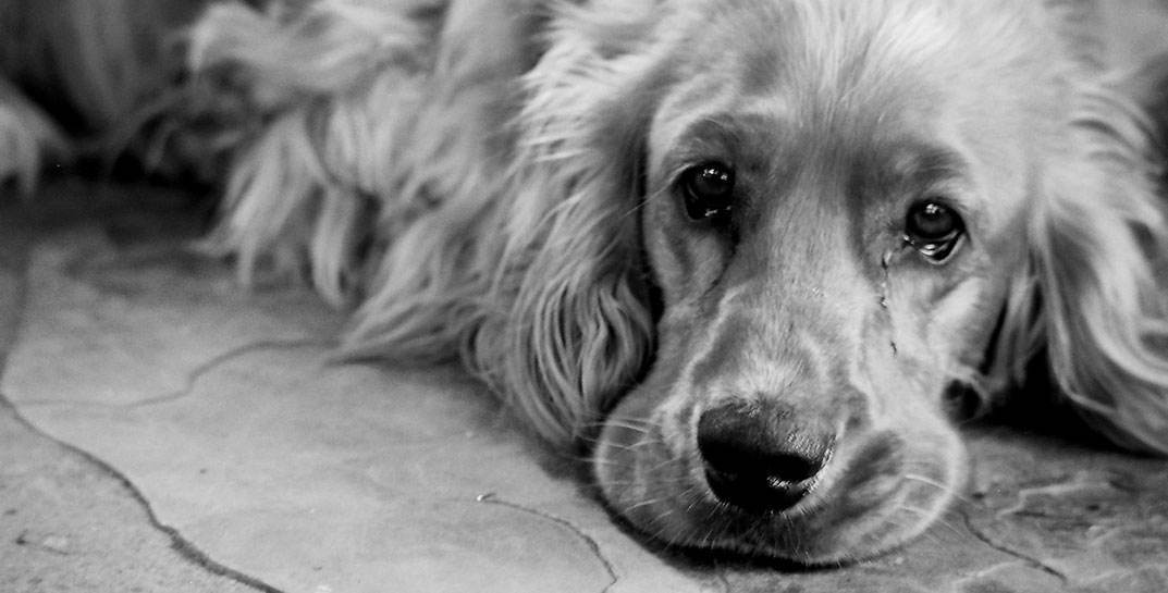 Строго 18+. В поселке под Гомелем мужчина на глазах у соседей избивал собаку