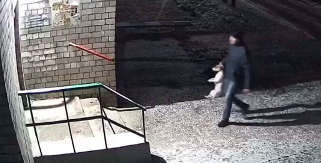 Видео не для слабонервных. В Могилеве хозяин трех песиков издевается над ними: бросает об землю, с размаху бьет об двери