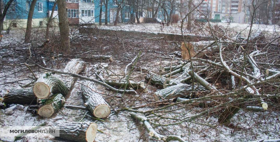«Как разрушить — желающие есть, как посадить дерево — никого». В одном из дворов Могилева спилили несколько белых акаций — местные жители недовольны