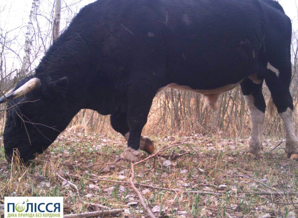 Полесские коровы показали, на что способны: остались без хозяев, одичали и научились самостоятельно выживать в Чернобыльской зоне