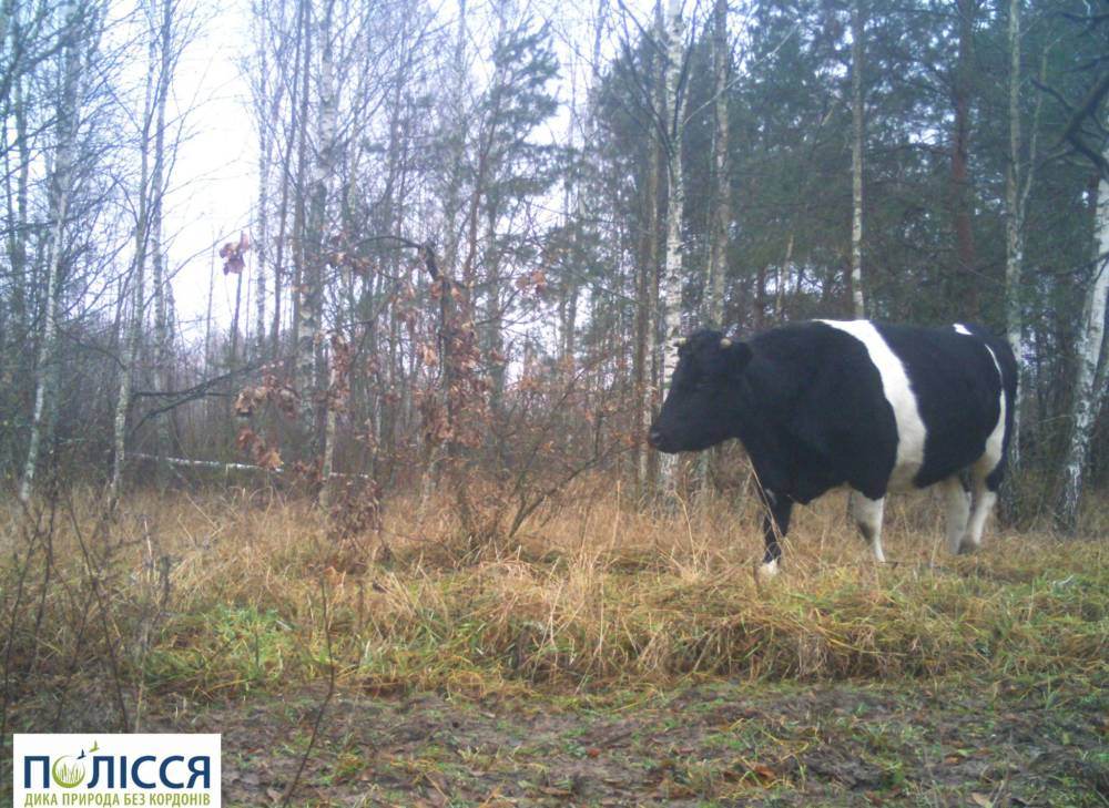 Полесские коровы показали, на что способны: остались без хозяев, одичали и научились самостоятельно выживать в Чернобыльской зоне