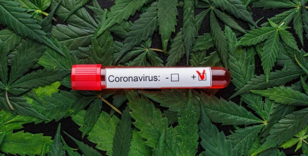 Минчанин посадил 12 кустов марихуаны, чтобы не заразиться коронавирусом