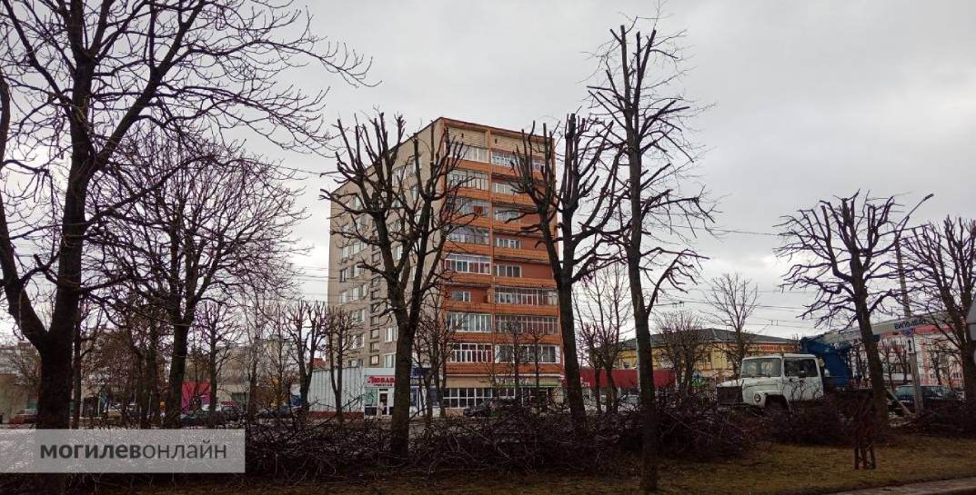Красота, аж глаз радуется. Посмотрите, как кронируют деревья на проспекте Пушкина в Могилеве