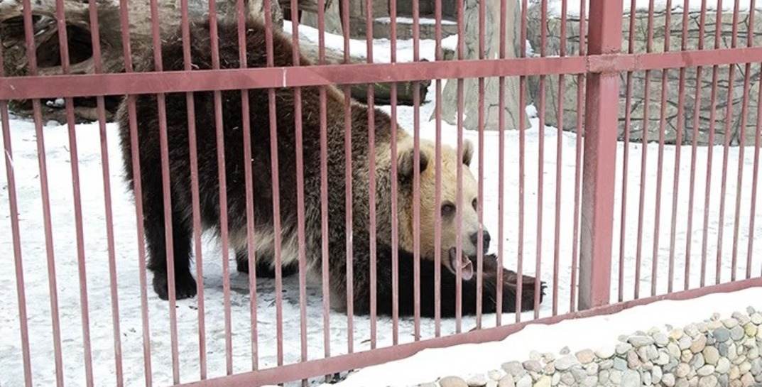 В Минском зоопарке проснулась медведица Нюра и сразу потребовала оладушек и блинчиков