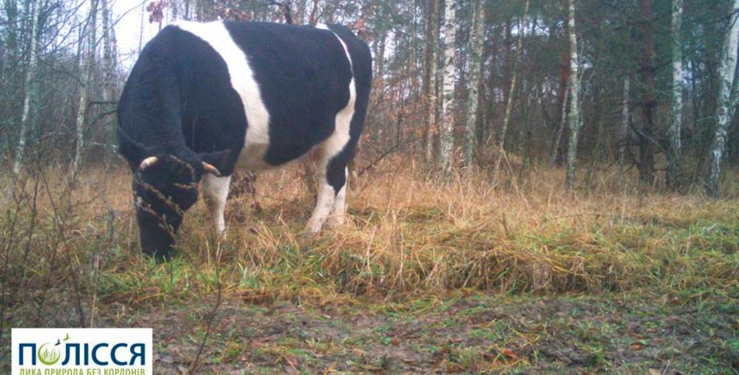 Полесские коровы показали, на что способны: остались без хозяев, одичали, научились самостоятельно выживать в Чернобыльской зоне и стали похожи на зубров