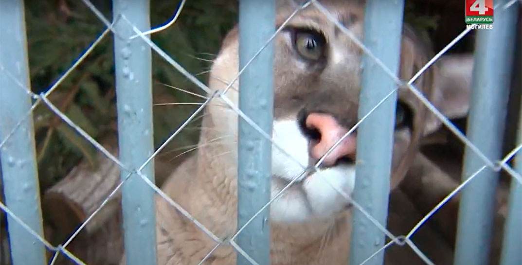В Могилевском зоосаде ожидается пополнение — пума и бенгальский тигр