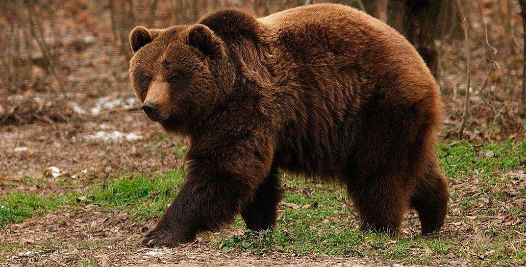 В Беларуси быстро растет количество медведей