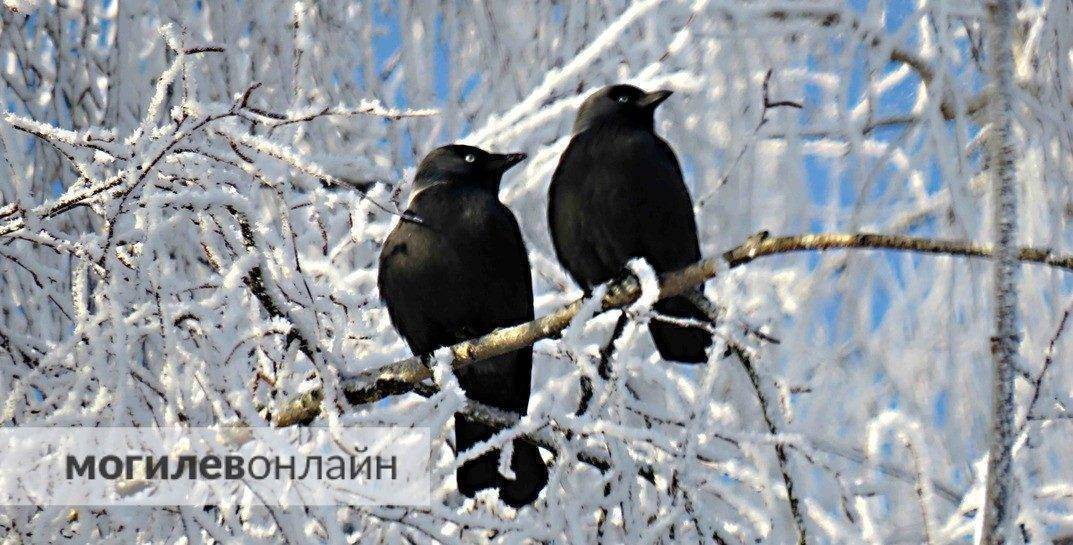 Подморозит. Погода в Могилеве на выходные