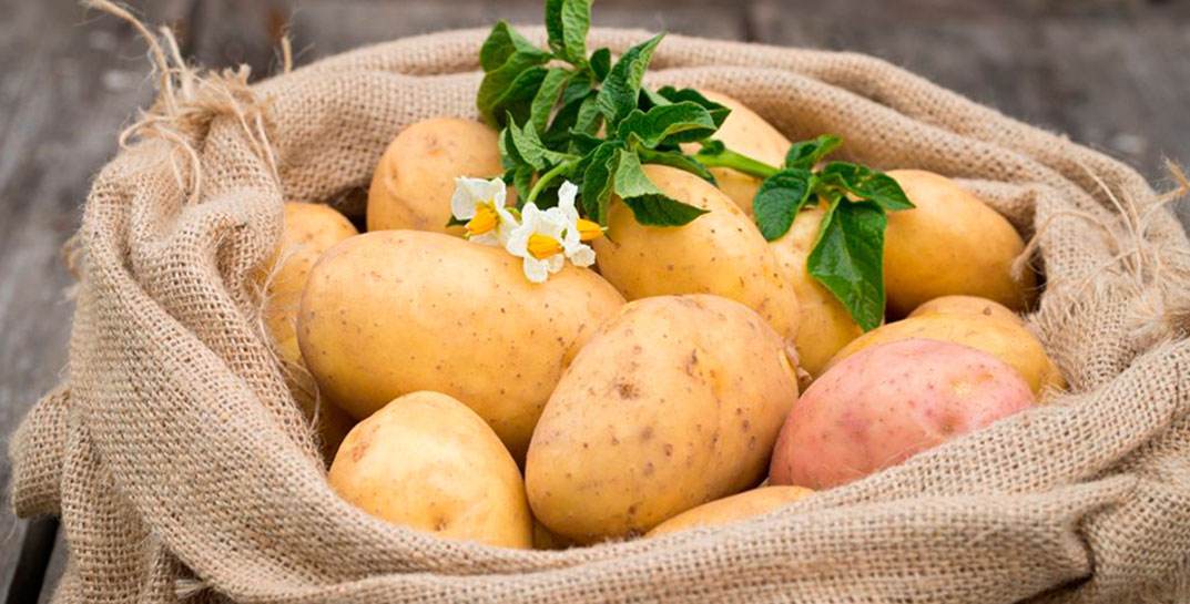 Ученые нашли в картофеле уникальные противораковые вещества