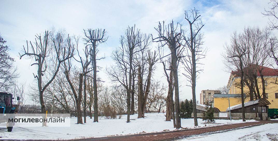 Выглядит жутко, но так нужно? Посмотрите, как кронируют деревья в парке Горького в Могилеве и как удаляют погибшие после кронирования деревья на Юбилейном