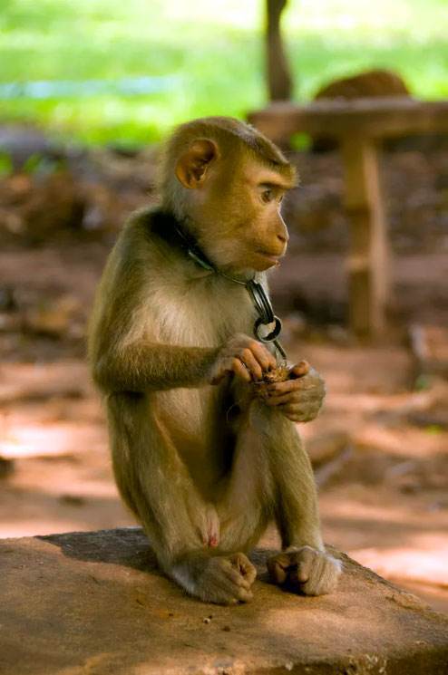 Таиланд годами обвиняют в использовании принудительного труда обезьян для сбора кокосов. Животных бьют и содержат в грязи