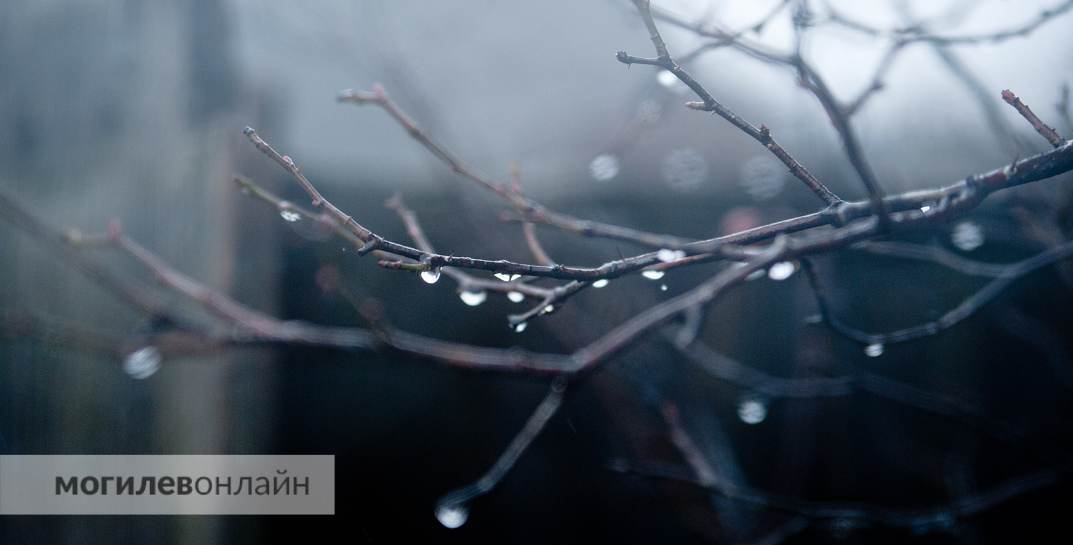 До +11 и дождь. Синоптики рассказали о погоде в Могилевской области в начале следующей недели