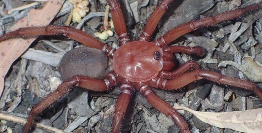 В Австралии обнаружили новый вид гигантского паука