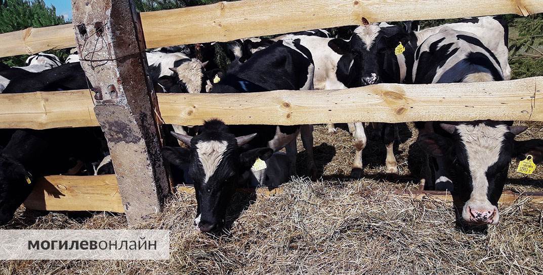 Чтобы избежать ответственности за падеж животных, бригадир в Климовичском районе подделывал документы о продаже мяса