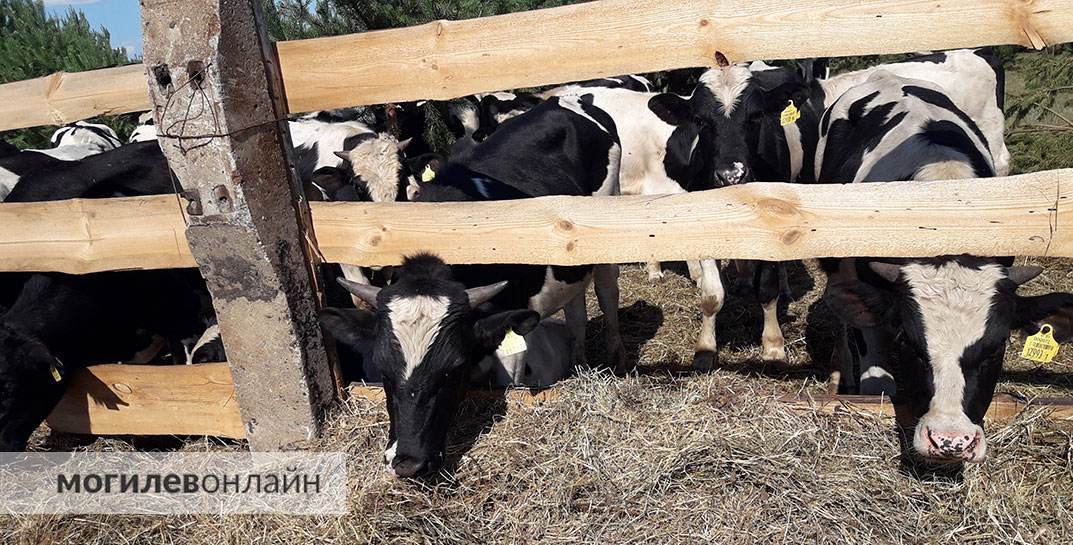 В Беларуси коров будут доить роботы-доярки