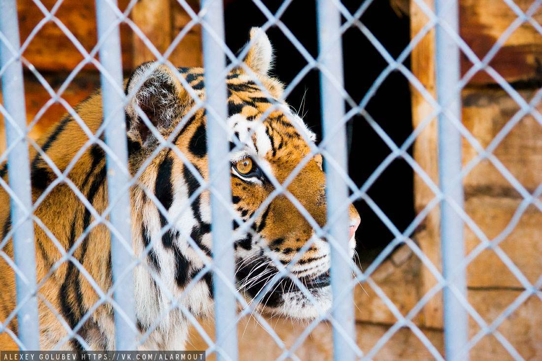 В Могилевском зоосаде новосел — бенгальский тигренок. А что случилось с тигром Артемом?